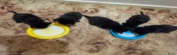 Mixed Breed cats for sale: 5 kittens and 1 cat in Wolverhampton - Advert 7