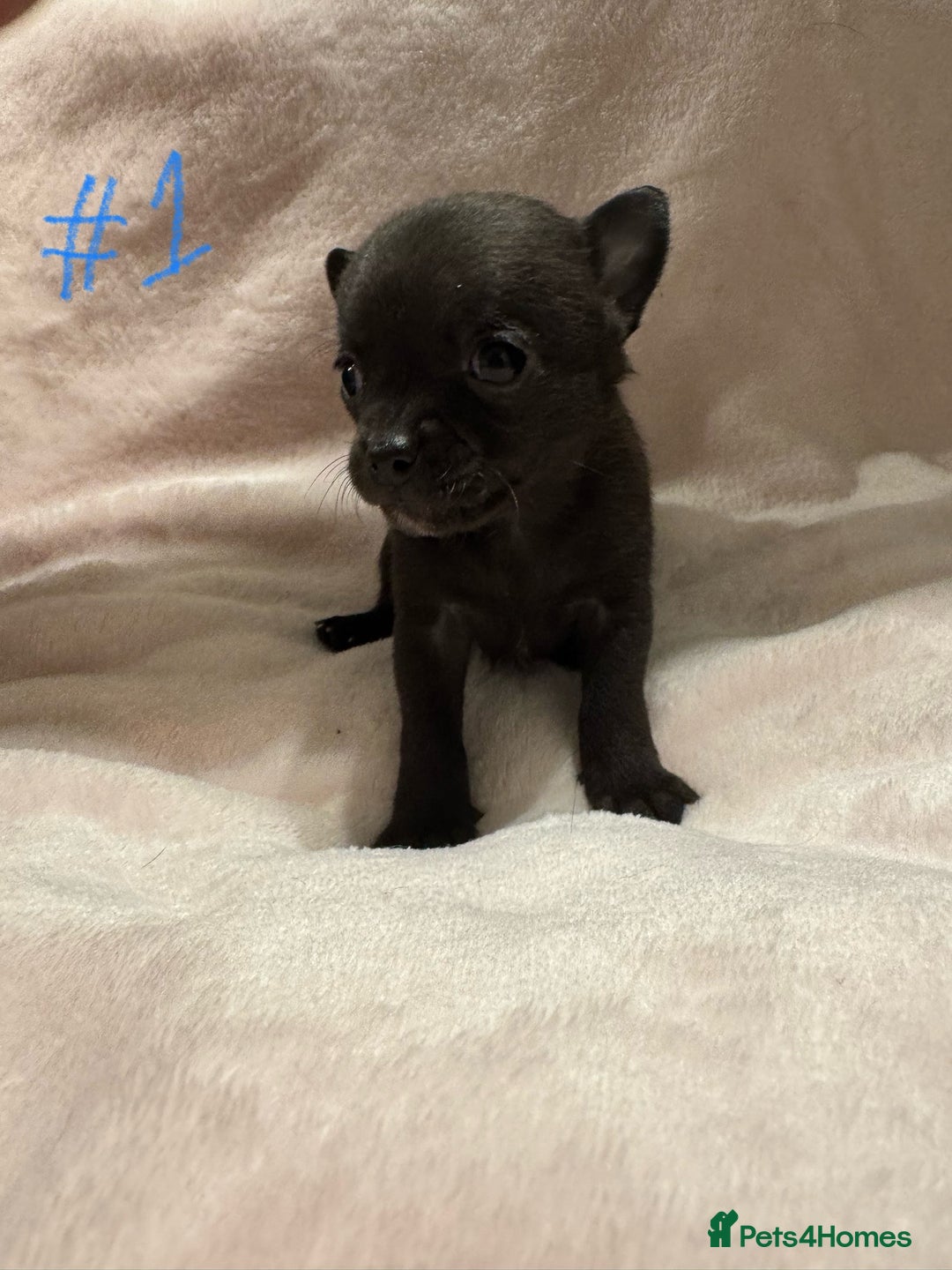 Chihuahua dogs for sale: KC Reg short-hair Chihuahua apple-headed puppies - Advert 27