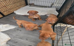 Dogue De Bordeaux dogs for sale: Reduced kc registered dogue de Bordeaux pups - Image 26