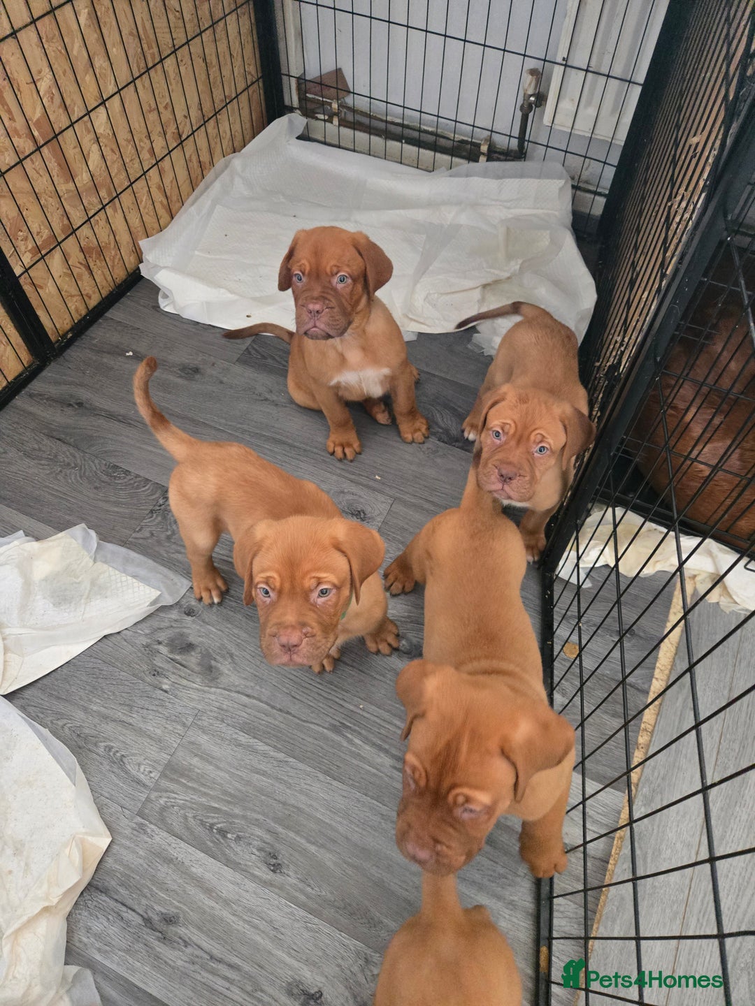 Dogue De Bordeaux dogs for sale: Reduced kc registered dogue de Bordeaux pups - Image 26