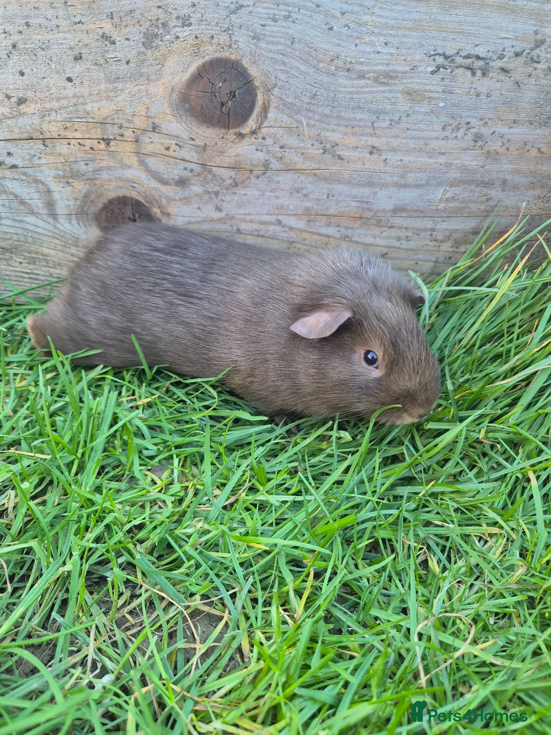 Guinea Pig rodents for sale: Brown smooth haired male guinea pig - Advert 2