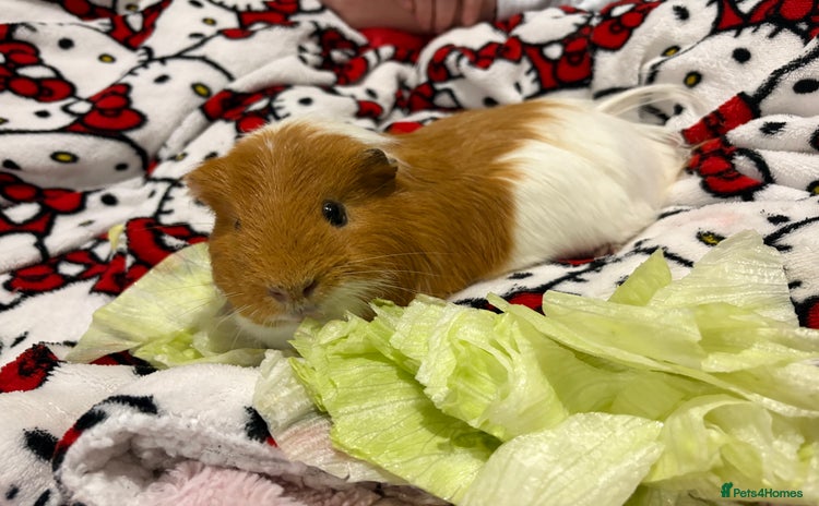 Guinea Pig rodents - Advert 1