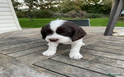 Cocker Spaniel dogs for sale: Stunning Working Cocker Spaniel pups  - Image 2