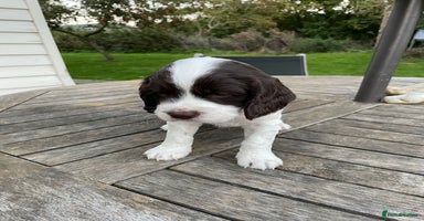 Cocker Spaniel dogs - Advert 6