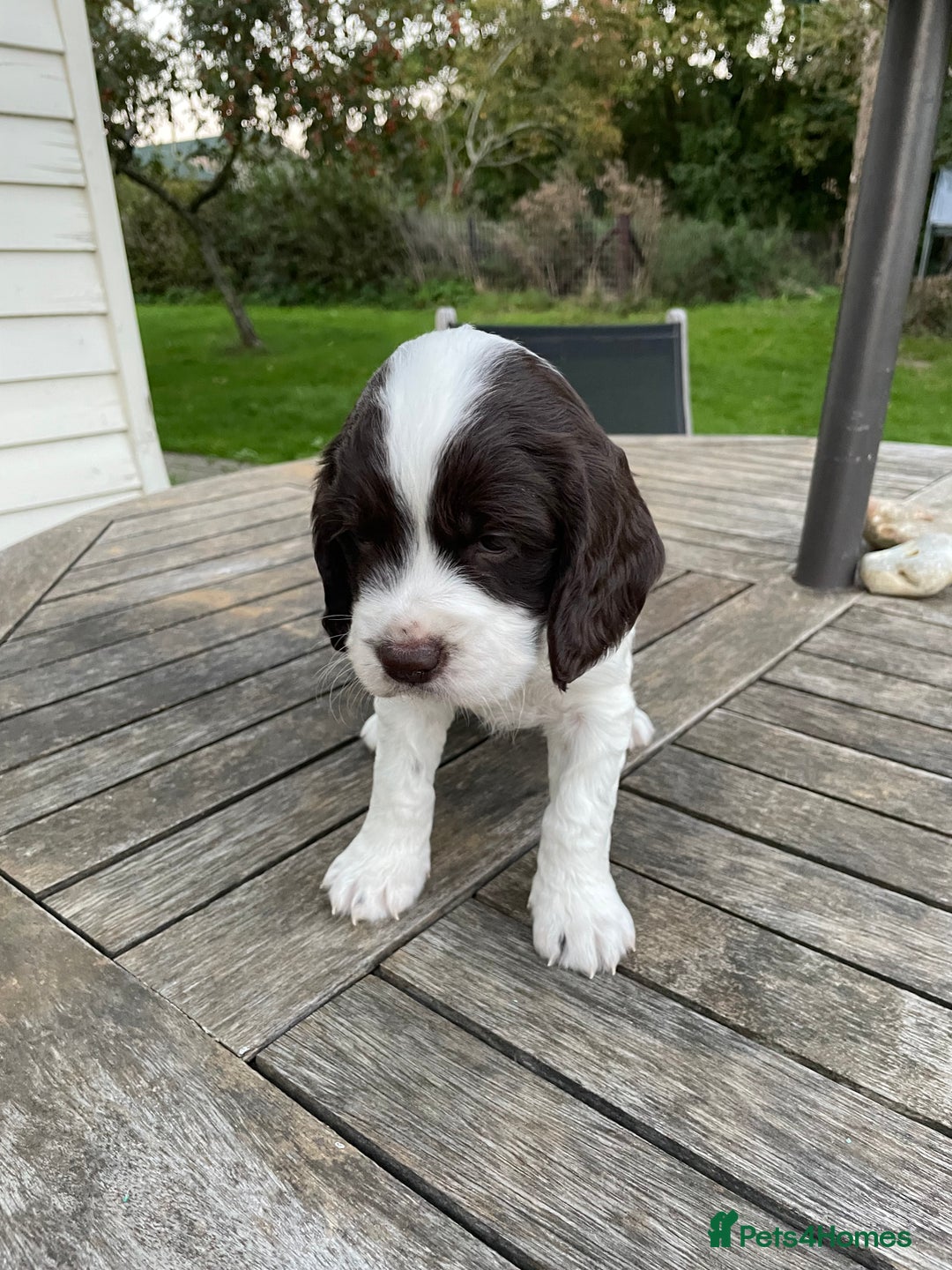 Cocker Spaniel dogs for sale: Stunning Working Cocker Spaniel pups  - Image 2