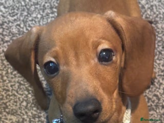 Miniature Dachshund dogs Beautiful miniature dachshund puppies - Advert 14