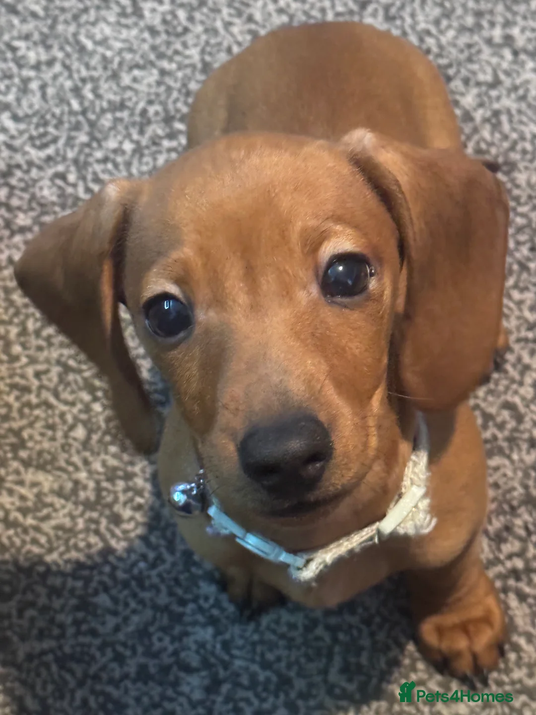 Miniature Dachshund dogs for sale: Beautiful miniature dachshund puppies - Advert 1