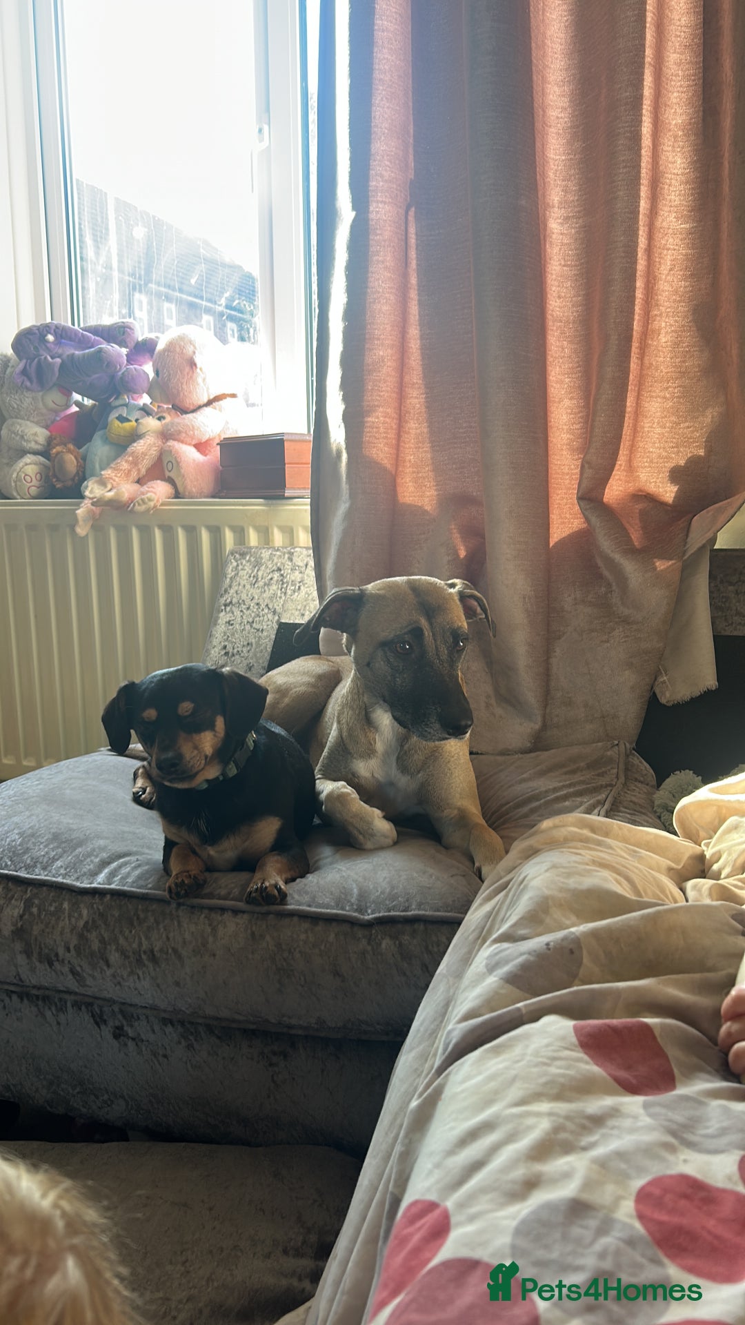 Mixed Breed dogs for sale: belgian malinois - Image 2