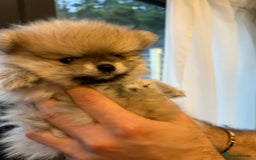 Pomeranian dogs for sale: 2 Pomeranian female puppies available  - Image 15