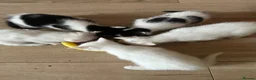 Mixed Breed cats for sale: Kittens  - Advert 7