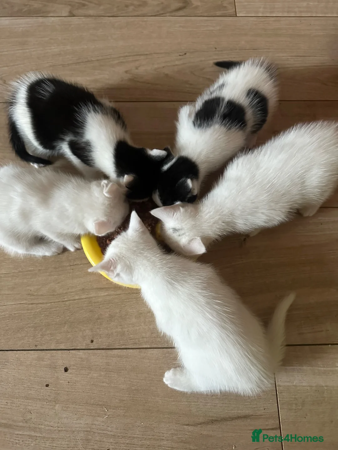 Mixed Breed cats for sale: Kittens  - Advert 7