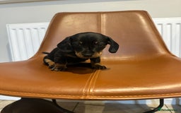 Dachshund dogs for sale: Chunky Standard Homebred Dachshunds - Image 6