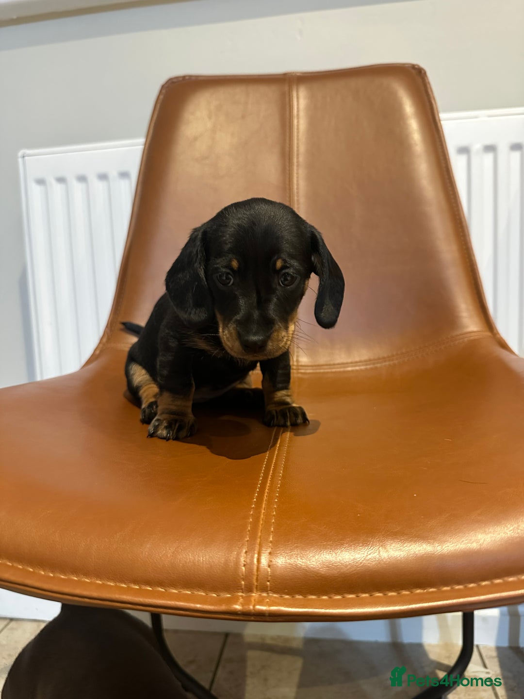 Dachshund dogs for sale: Chunky Standard Homebred Dachshunds - Image 6