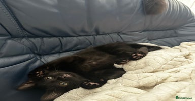 Egyptian Mau cats - Advert 16