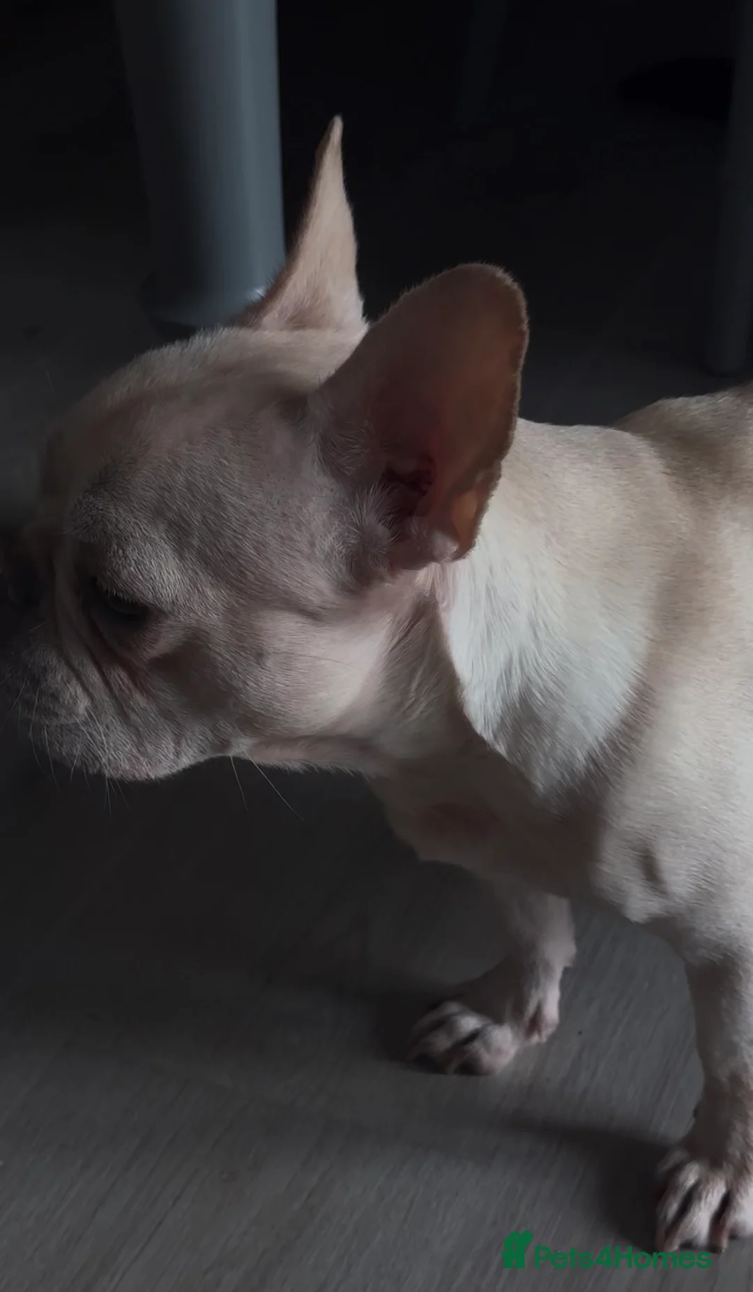 French Bulldog dogs for sale: REDUCED PRICE FOR WEEKEND KC REG FRENCH BULLDOG - Advert 19