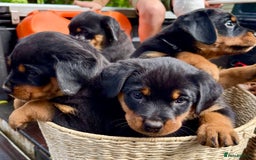 Rottweiler dogs for sale: Rottweiler purebred Puppies - Image 3