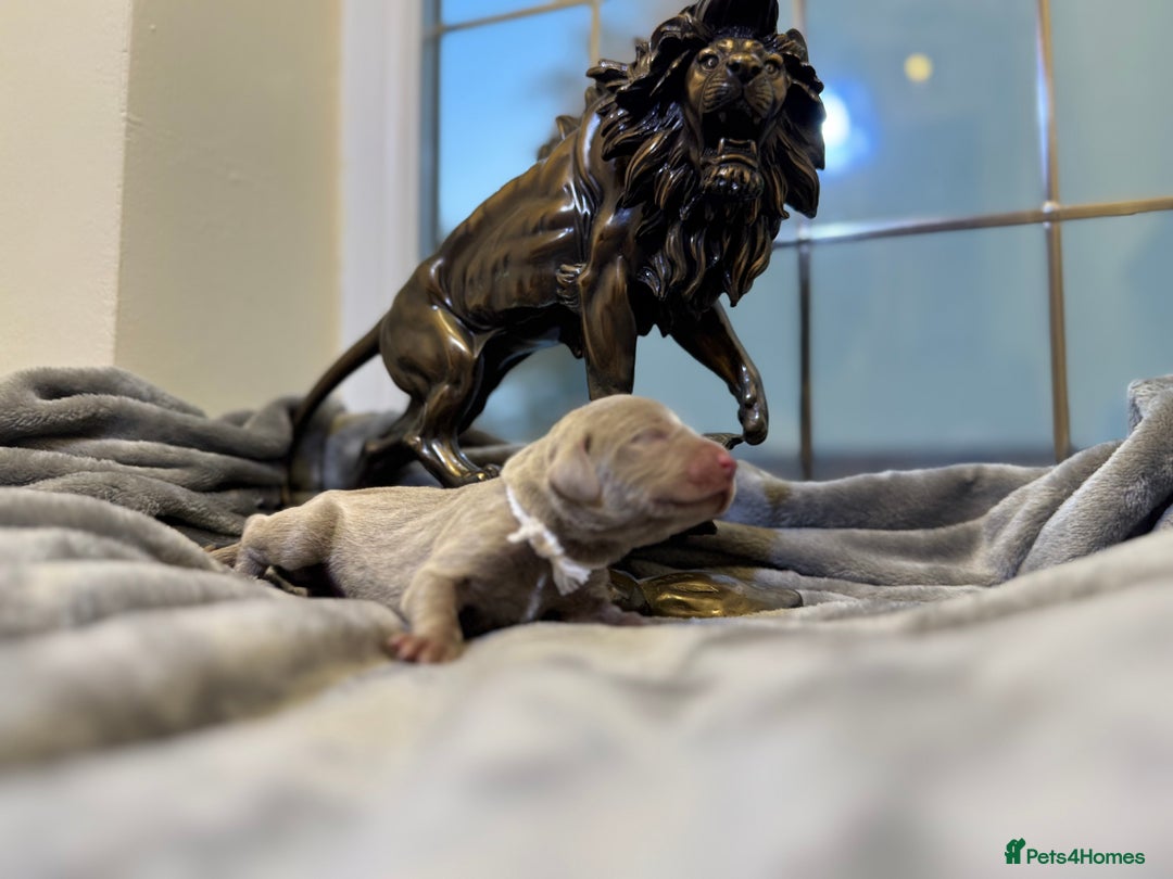 Weimaraner dogs for sale: 🐾Adorable KC Registered Weimaraner Puppies🐾 - Image 36