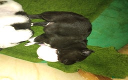 Border Collie dogs for sale: Border Collie 3/4 Kelpie 1/4 puppies - Image 6