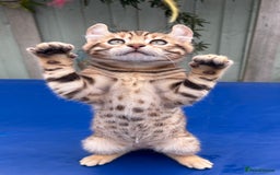 Keetso cats for sale: Rare curled eared rosetted keetso male  - Advert 14