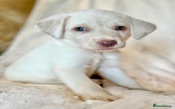 Labrador Retriever dogs for sale: KC Reg Fully Health Tested Labrador Pups - Image 11