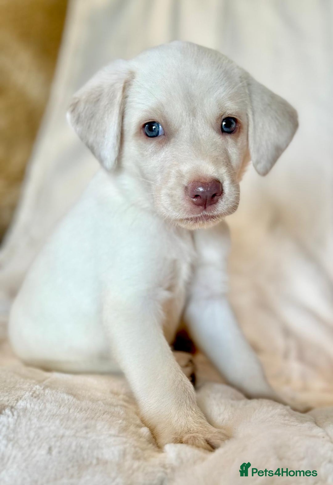 Labrador Retriever dogs for sale: KC Reg Fully Health Tested Labrador Pups - Image 11