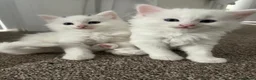 Turkish Angora cats for sale: 🐾 Two adorable kittens looking for a forever home in Hemel Hempstead - Advert 2