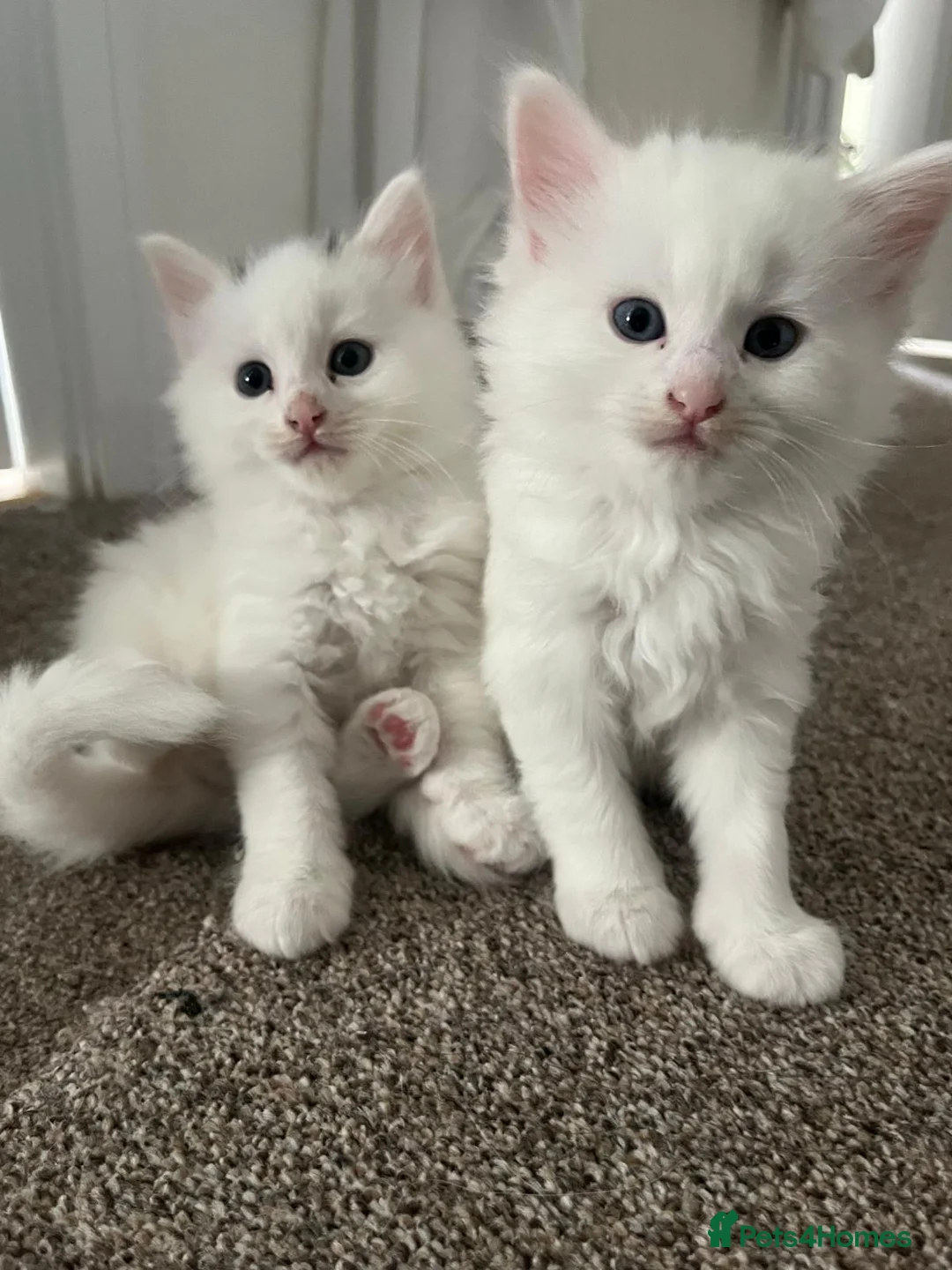 Turkish Angora cats for sale: 🐾 Two adorable kittens looking for a forever home in Hemel Hempstead - Advert 2