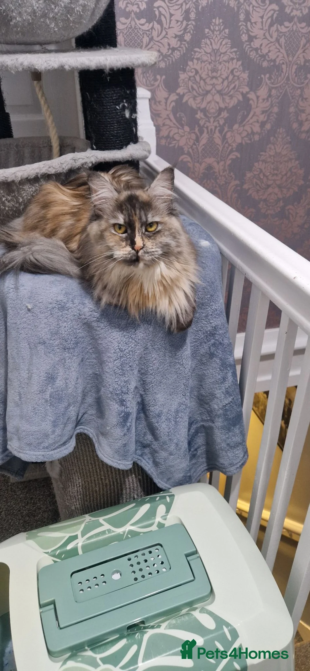 Maine Coon cats for sale: Beautiful GCCF Registered female  - Advert 7