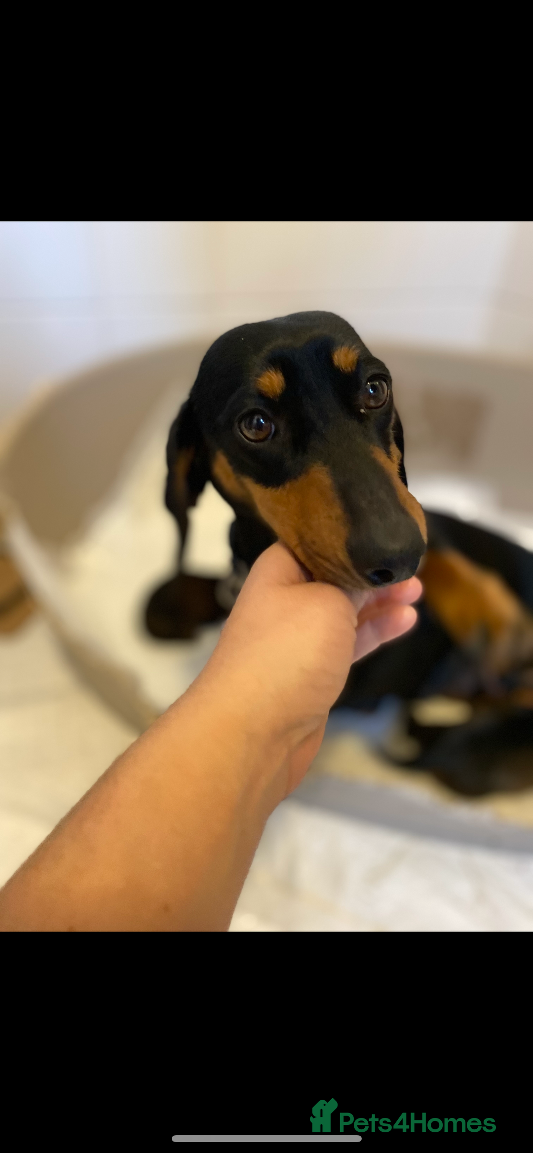 Mixed Breed dogs for sale: Beautiful Jackadac puppy’s ❤️ - Image 11