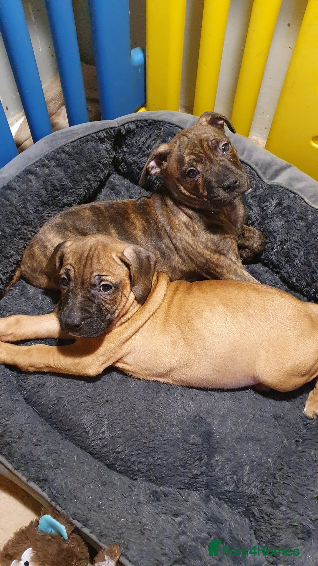 Mixed Breed dogs for sale: 2 adorable puppies - Advert 1