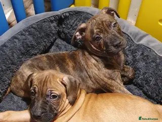 Mixed Breed dogs 2 adorable puppies - Advert 1