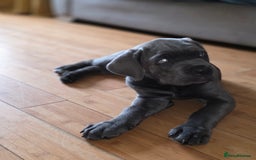Cane Corso dogs for sale: Cane corso puppies  - Image 6