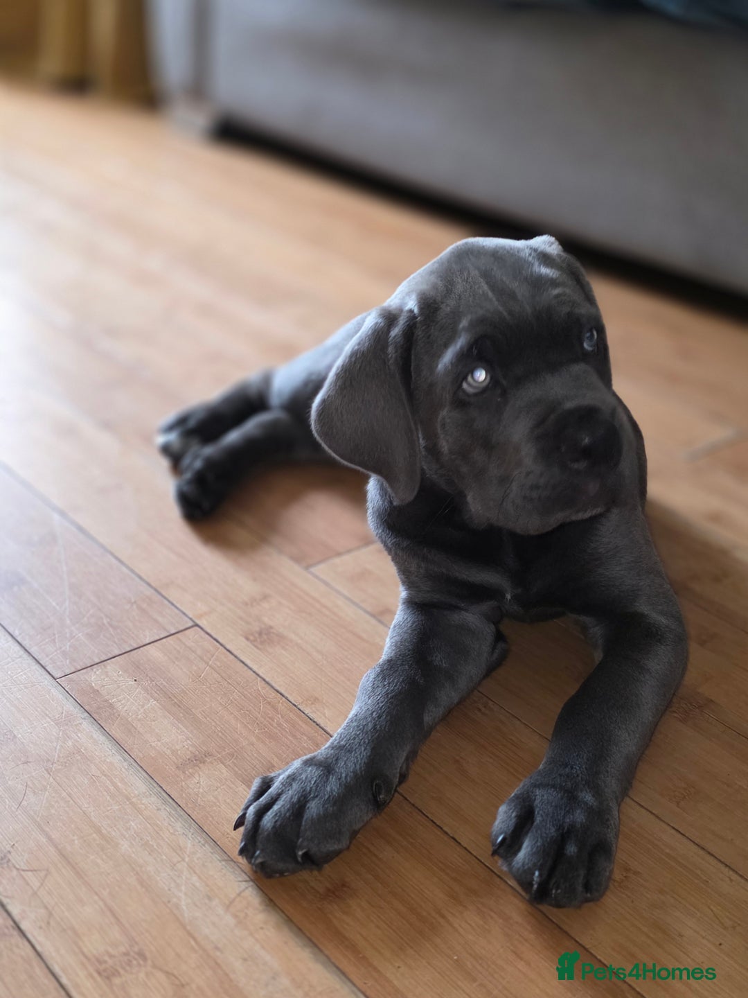 Cane Corso dogs for sale: Cane corso puppies  - Image 6