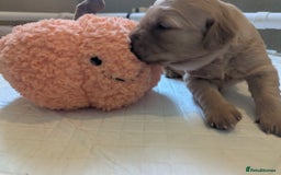 Golden Retriever dogs for sale: KC Registered Golden Retriever Puppies  - Image 23