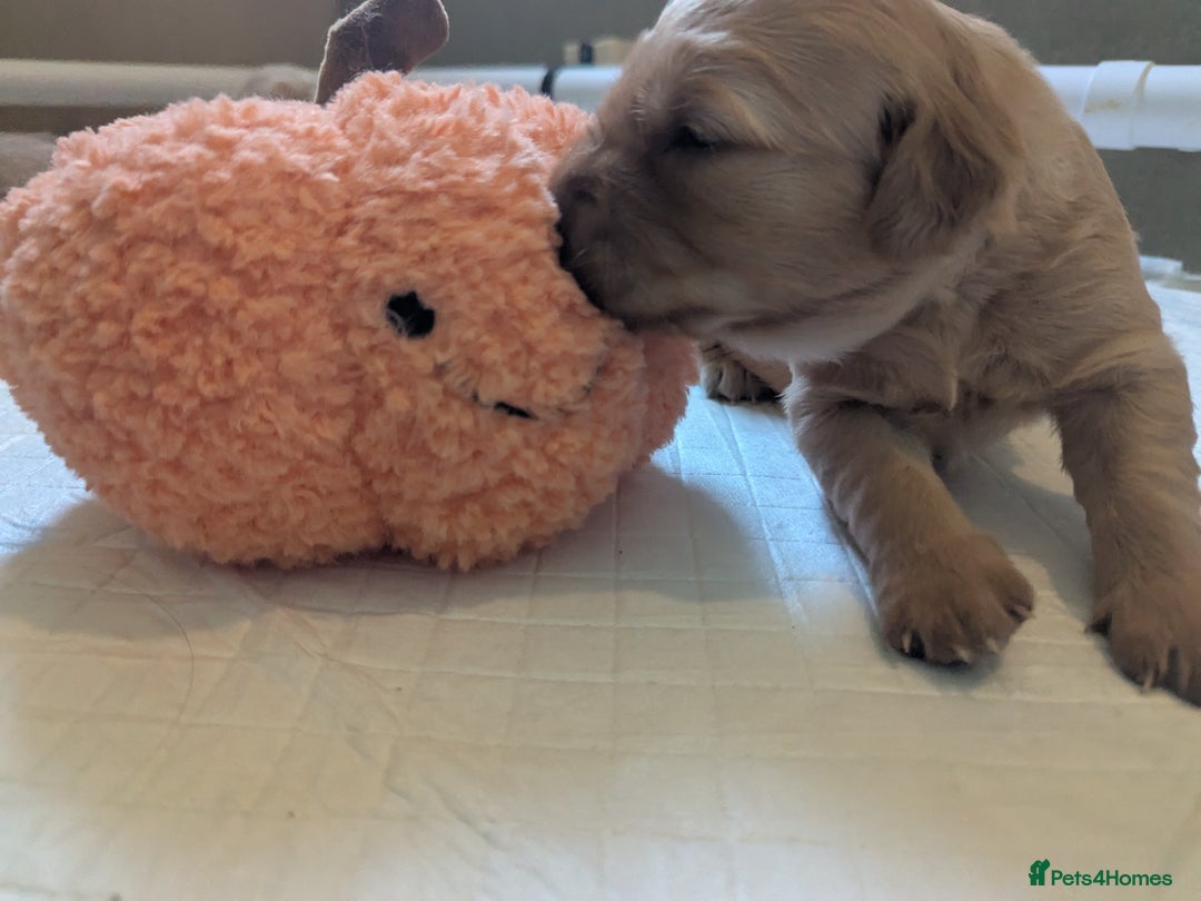 Golden Retriever dogs for sale: KC Registered Golden Retriever Puppies  - Image 23