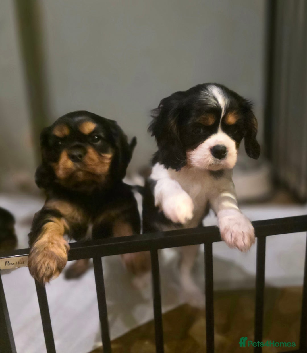Cavalier King Charles Spaniel dogs for sale: KC Registered Cavalier King Charles Spaniels - Advert 10
