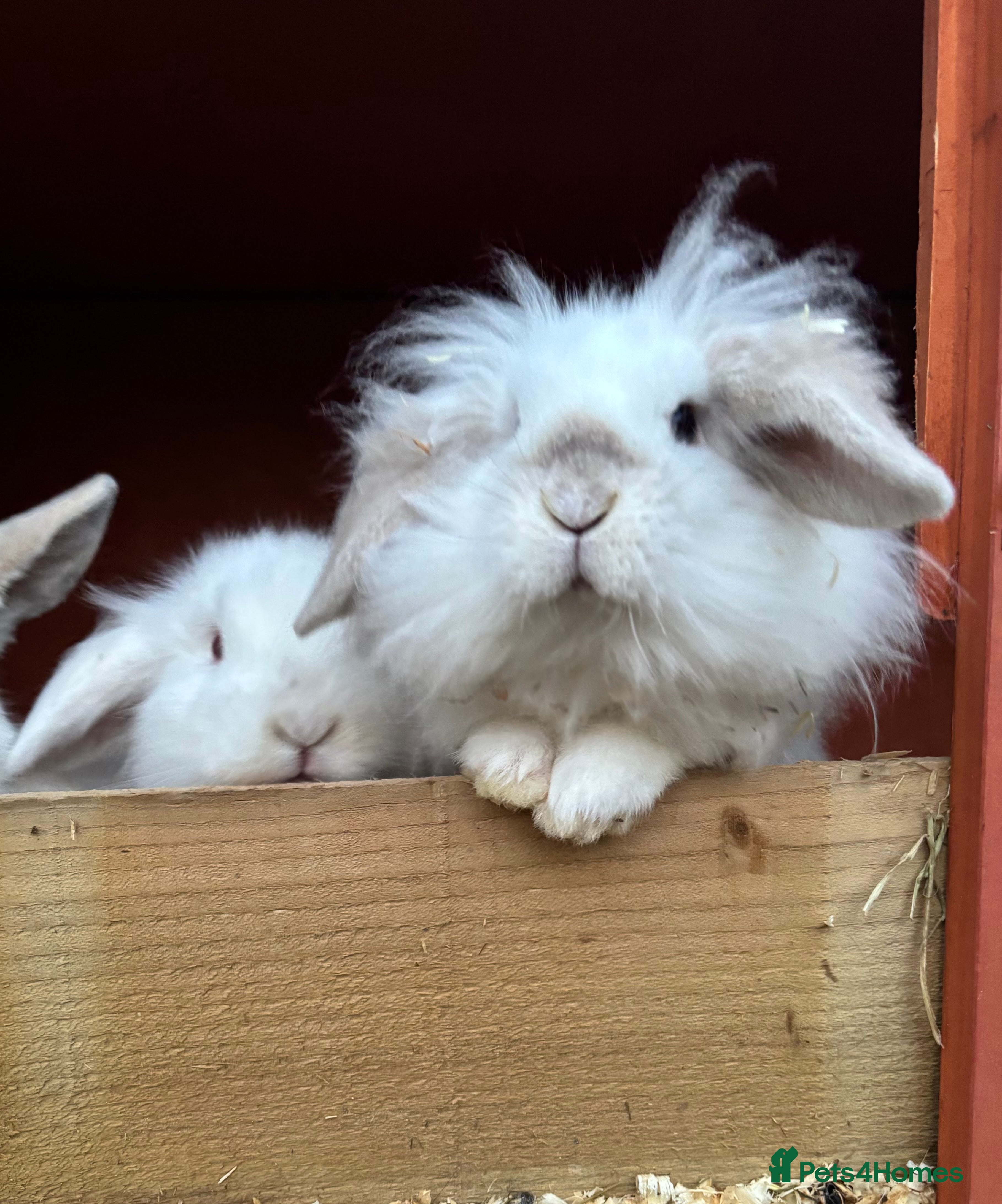 Mini Lion Lop rabbits Baby rabbits ready now, females to go as a pair  - Advert 1