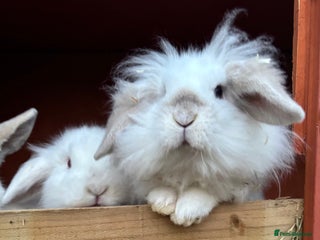 Mini Lion Lop rabbits Baby rabbits ready now, females to go as a pair - Advert 10