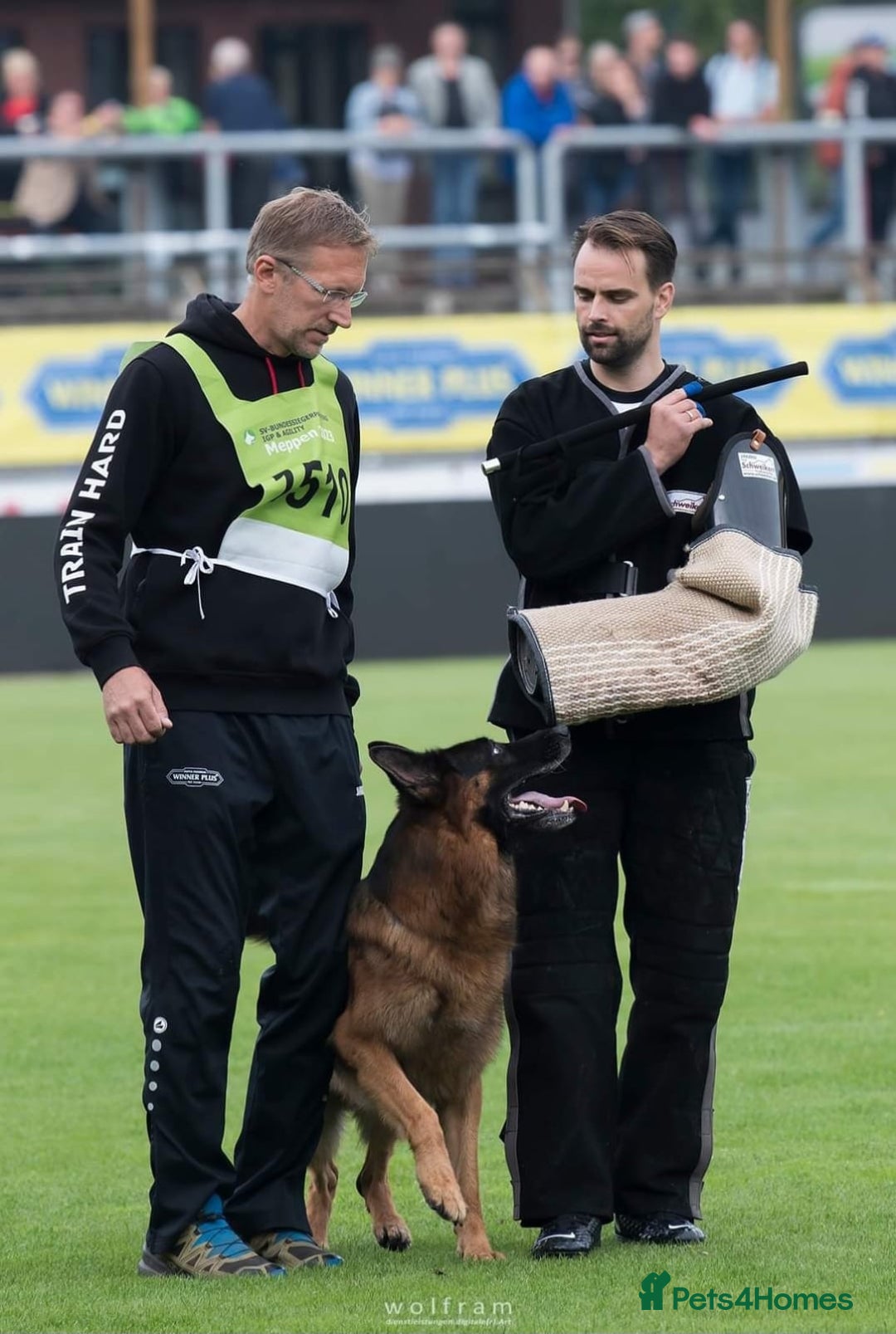 German Shepherd dogs for sale: Superb Long Coat Male for sale  - Advert 6