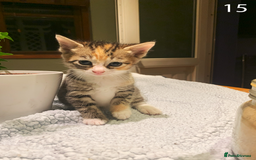 Mixed Breed cats for sale: KITTENS! Batch of cuties for sale in Basinsgtoke - Image 22