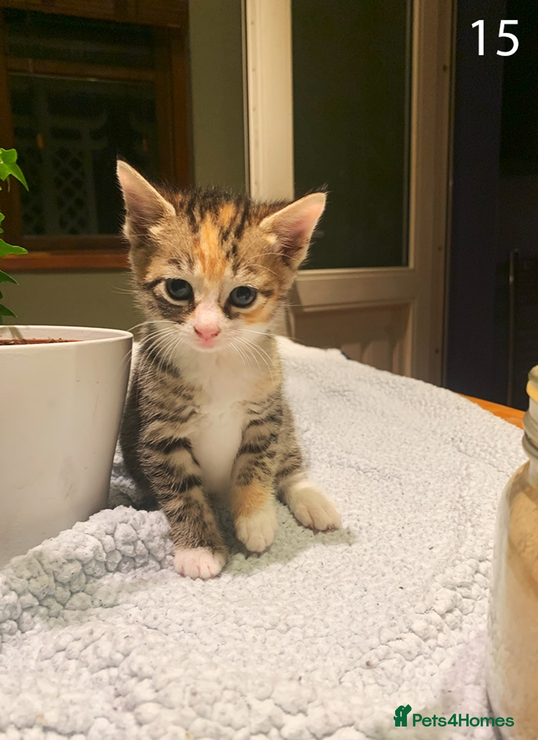 Mixed Breed cats for sale: KITTENS! Batch of cuties for sale in Basinsgtoke - Image 22