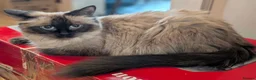 Maine Coon cats for sale: 4 x Maine coone x ragdoll kittens  - Advert 4