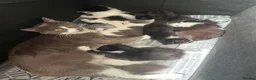 Mixed Breed cats for sale: Two little beautiful cat in Newcastle upon Tyne - Advert 2