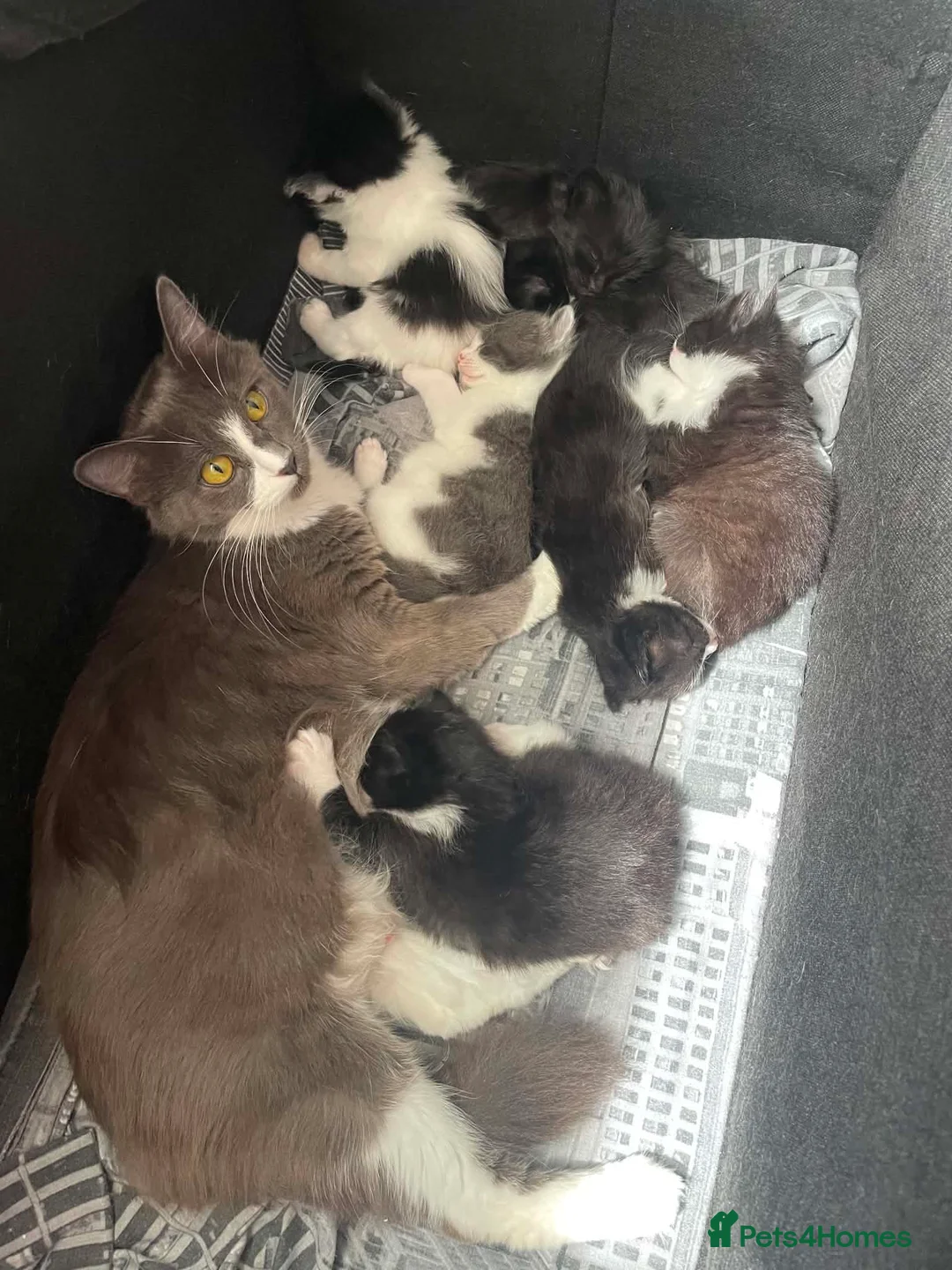 Mixed Breed cats for sale: Two little beautiful cat in Newcastle upon Tyne - Advert 2