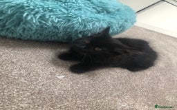 Mixed Breed cats for sale: Lovely Kittens 🖤 - Image 5