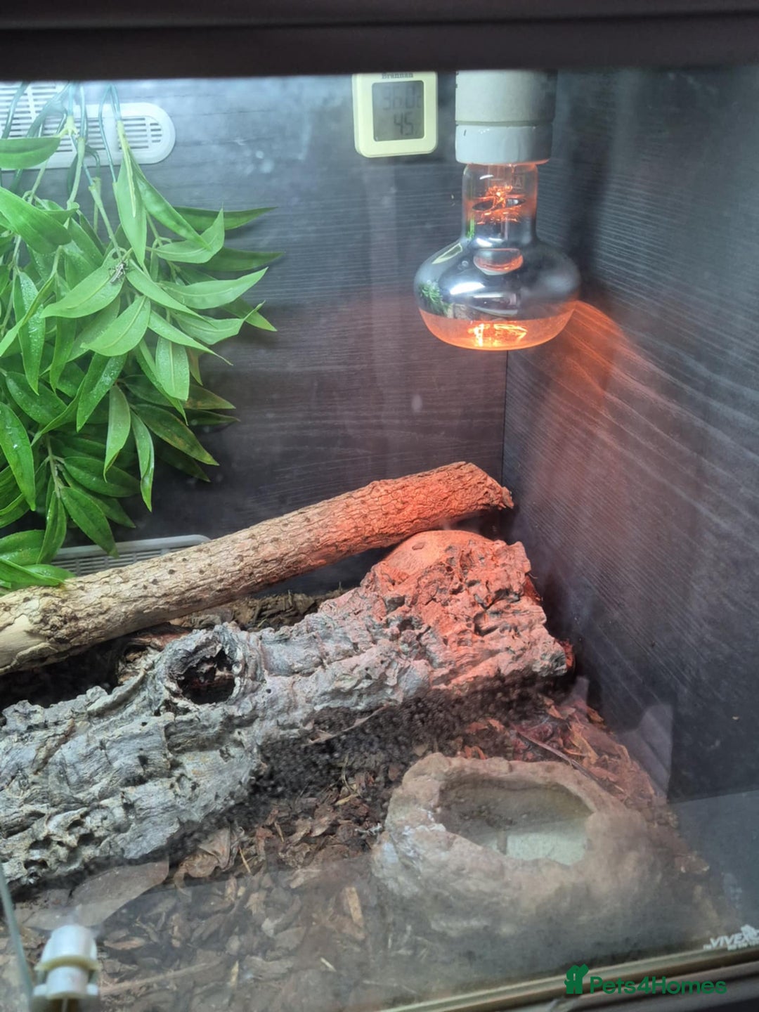 Gecko reptiles for sale: Central American banded gecko for sale - Image 5