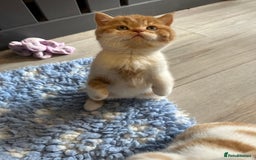 British Shorthair cats for sale: Chunky Red and White British Shorthair TICA - Image 26