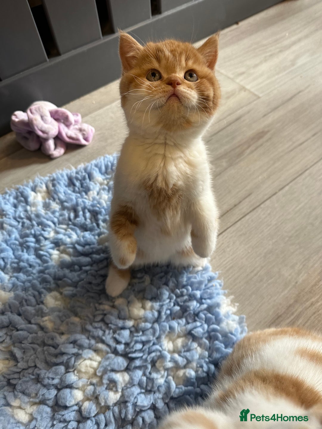 British Shorthair cats for sale: Chunky Red and White British Shorthair TICA - Image 26
