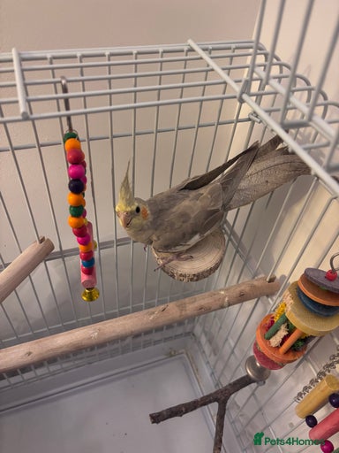 Gallery Image {{count}}