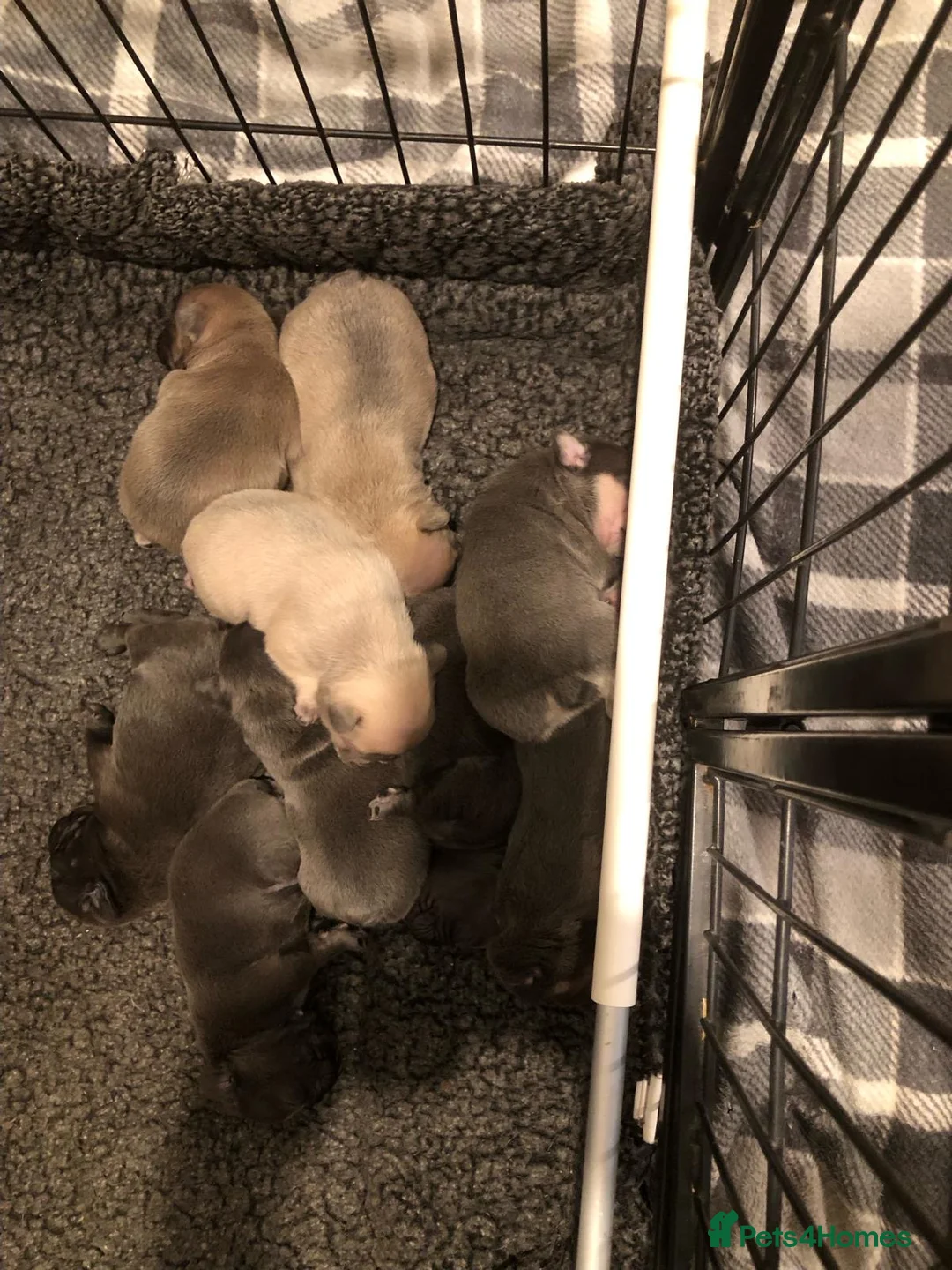 French Bulldog dogs for stud: 🌟🔥LILAC PLATINUM KC REG FRENCH BULLDOG STUD🔥🌟 in Uxbridge - Advert 27